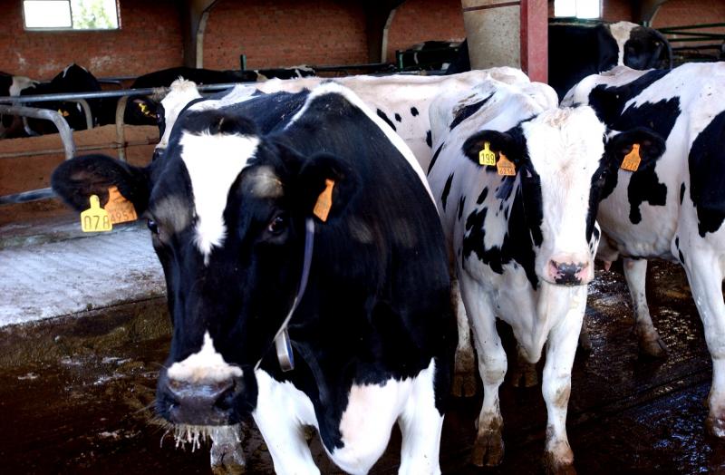 Aprobada La Regulación De Las Organizaciones De Productores De Leche Y La Obligatoriedad Del